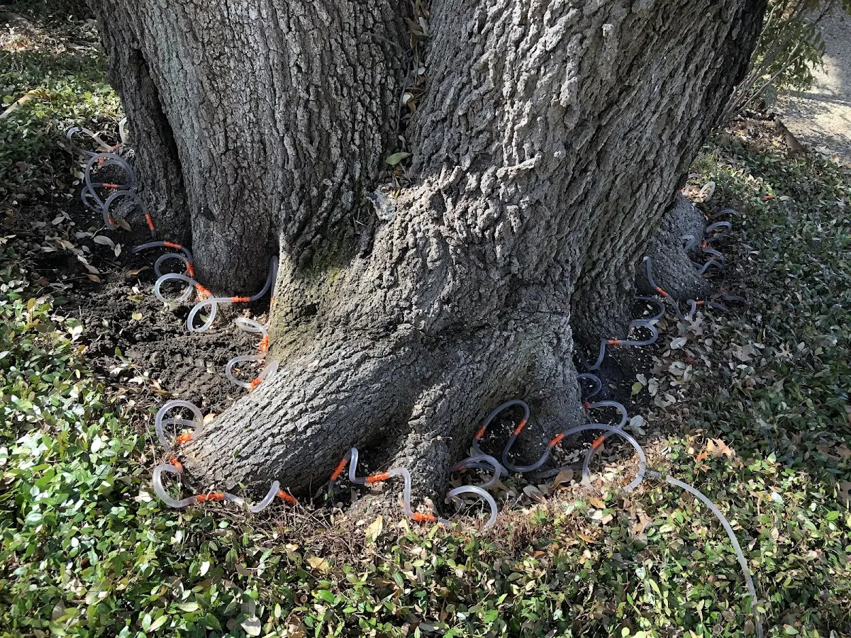 Detailed Tree Cabling and Bracing job site in Langeloth