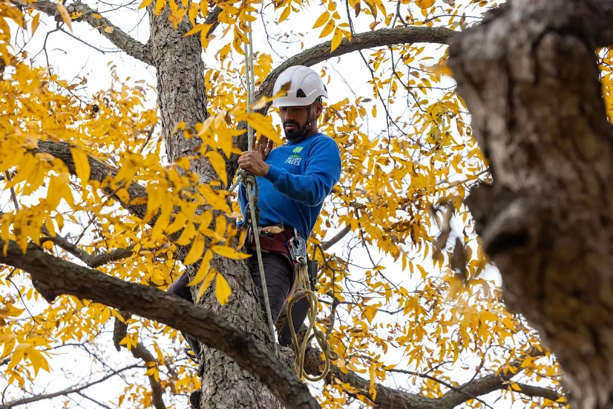 Skilled Storm Damage Cleanup crew working in Langeloth