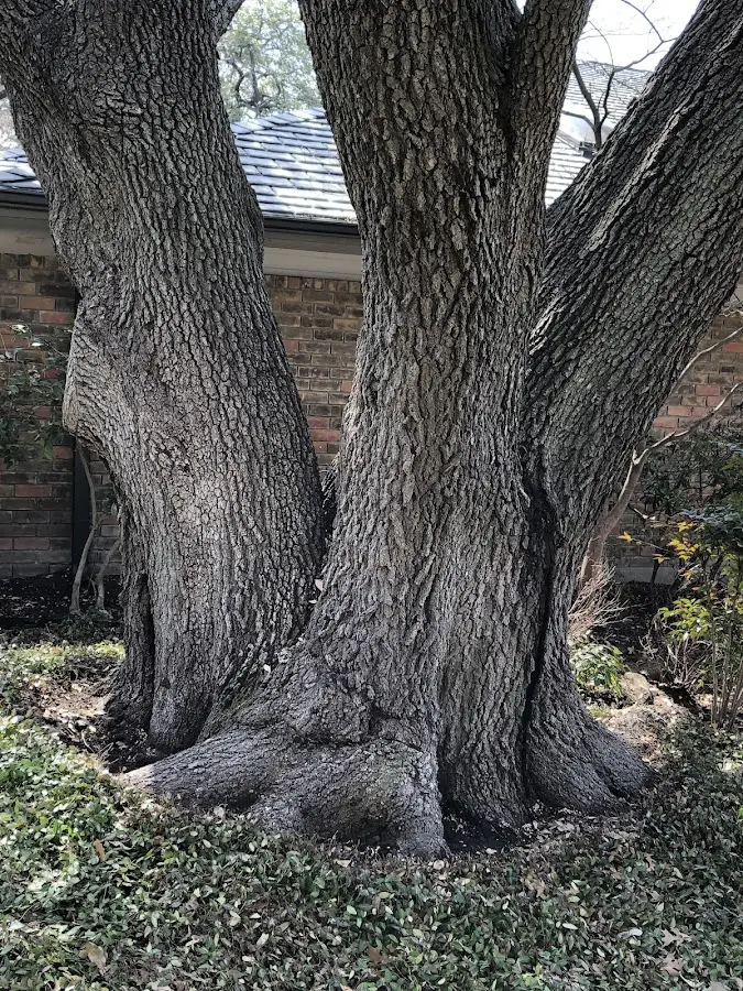 Mature heritage tree close to a Langeloth property cared for by certified arborists